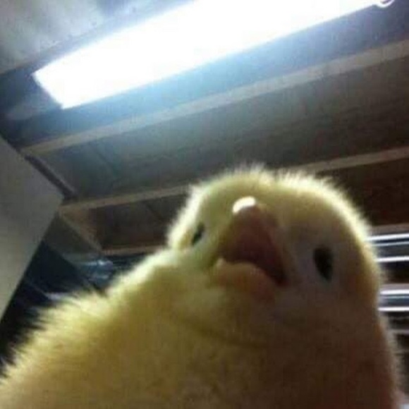 Meet your Posher, Nicole - Picture 1 of 1